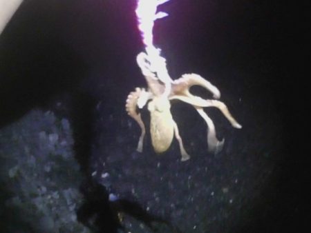 石津浜でエギング